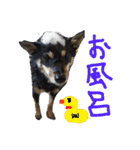 黒豆柴のとろろ（個別スタンプ：4）