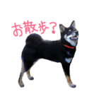 黒豆柴のとろろ（個別スタンプ：6）