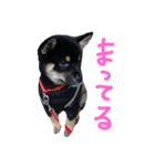 黒豆柴のとろろ（個別スタンプ：7）