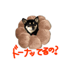 黒豆柴のとろろ（個別スタンプ：14）