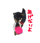 黒豆柴のとろろ（個別スタンプ：20）