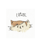 ぽんちゃんすたんぷ（個別スタンプ：1）