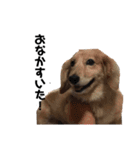 尾崎と犬とその仲間達（個別スタンプ：10）