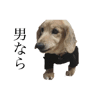 尾崎と犬とその仲間達（個別スタンプ：11）
