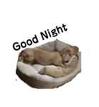 尾崎と犬とその仲間達（個別スタンプ：16）