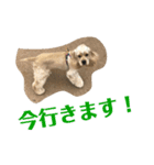 おうじ（個別スタンプ：13）