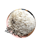 ハリネズミで簡単会話（個別スタンプ：1）