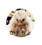 ハリネズミで簡単会話（個別スタンプ：5）
