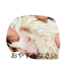 ハリネズミで簡単会話（個別スタンプ：6）