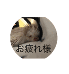 ハリネズミで簡単会話（個別スタンプ：7）