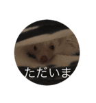 ハリネズミで簡単会話（個別スタンプ：11）