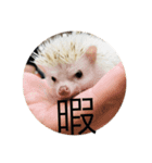 ハリネズミで簡単会話（個別スタンプ：15）