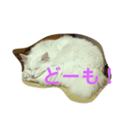 ぐうたら猫ら（個別スタンプ：1）