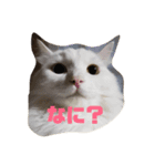 ぐうたら猫ら（個別スタンプ：2）