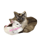 ぐうたら猫ら（個別スタンプ：4）
