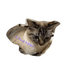 ぐうたら猫ら（個別スタンプ：6）