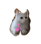 ぐうたら猫ら（個別スタンプ：7）