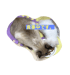 ぐうたら猫ら（個別スタンプ：8）