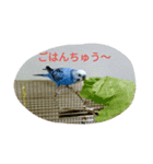とりとりさん（個別スタンプ：1）