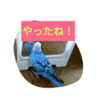 とりとりさん（個別スタンプ：7）