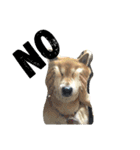 しば犬ゆうくんの日常（個別スタンプ：1）