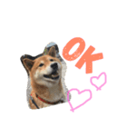 しば犬ゆうくんの日常（個別スタンプ：2）