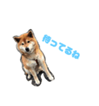 しば犬ゆうくんの日常（個別スタンプ：4）