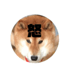 しば犬ゆうくんの日常（個別スタンプ：7）