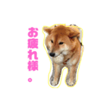 しば犬ゆうくんの日常（個別スタンプ：8）