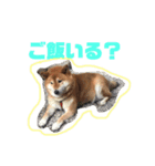 しば犬ゆうくんの日常（個別スタンプ：9）