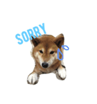 しば犬ゆうくんの日常（個別スタンプ：11）