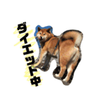 しば犬ゆうくんの日常（個別スタンプ：13）