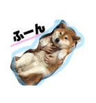 しば犬ゆうくんの日常（個別スタンプ：14）