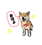 しば犬ゆうくんの日常（個別スタンプ：15）