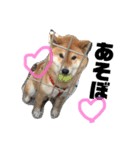 しば犬ゆうくんの日常（個別スタンプ：16）