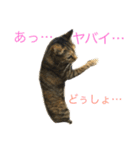 猫-ネコ-ねこ（個別スタンプ：2）