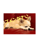 なかむら うーちゃん（個別スタンプ：1）