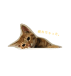 チャロとロコ（個別スタンプ：2）