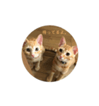 チャロとロコ（個別スタンプ：4）
