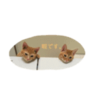 チャロとロコ（個別スタンプ：8）