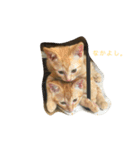 チャロとロコ（個別スタンプ：16）