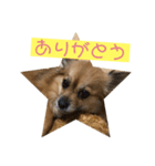 ちわワン。（個別スタンプ：1）