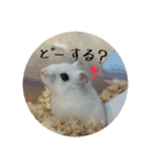 ハムスターのコロちゃん（個別スタンプ：1）