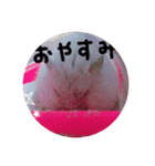 ハムスターのコロちゃん（個別スタンプ：4）
