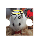 ハムスターのコロちゃん（個別スタンプ：6）
