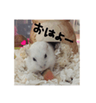 ハムスターのコロちゃん（個別スタンプ：7）