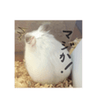 ハムスターのコロちゃん（個別スタンプ：8）