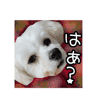 保護犬卒業生柚楽ちゃんのカラフルスタンプ（個別スタンプ：2）