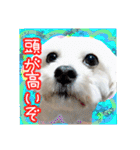 保護犬卒業生柚楽ちゃんのカラフルスタンプ（個別スタンプ：5）