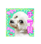 保護犬卒業生柚楽ちゃんのカラフルスタンプ（個別スタンプ：6）